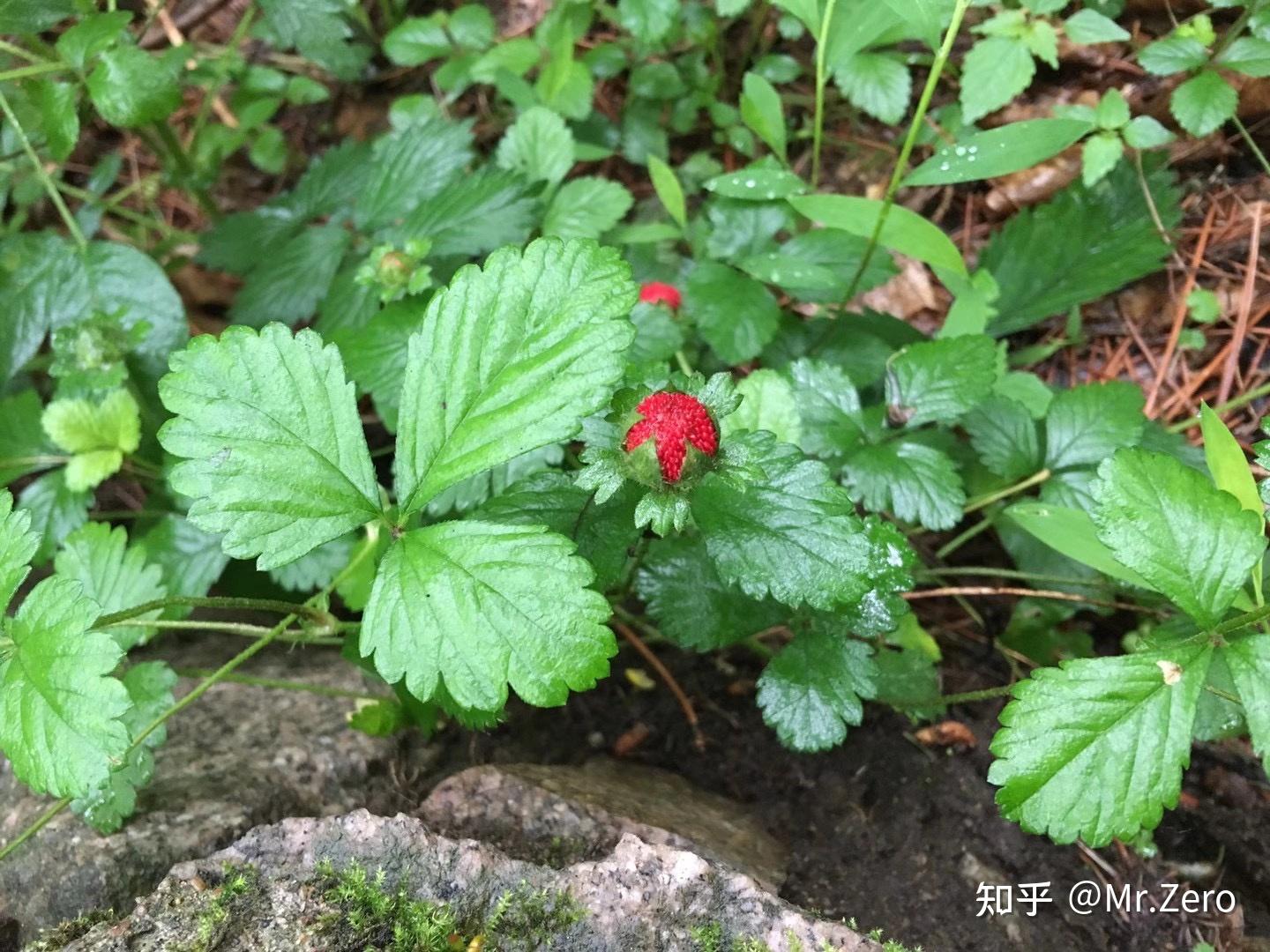 吉林省通化地区部分植物的纪录