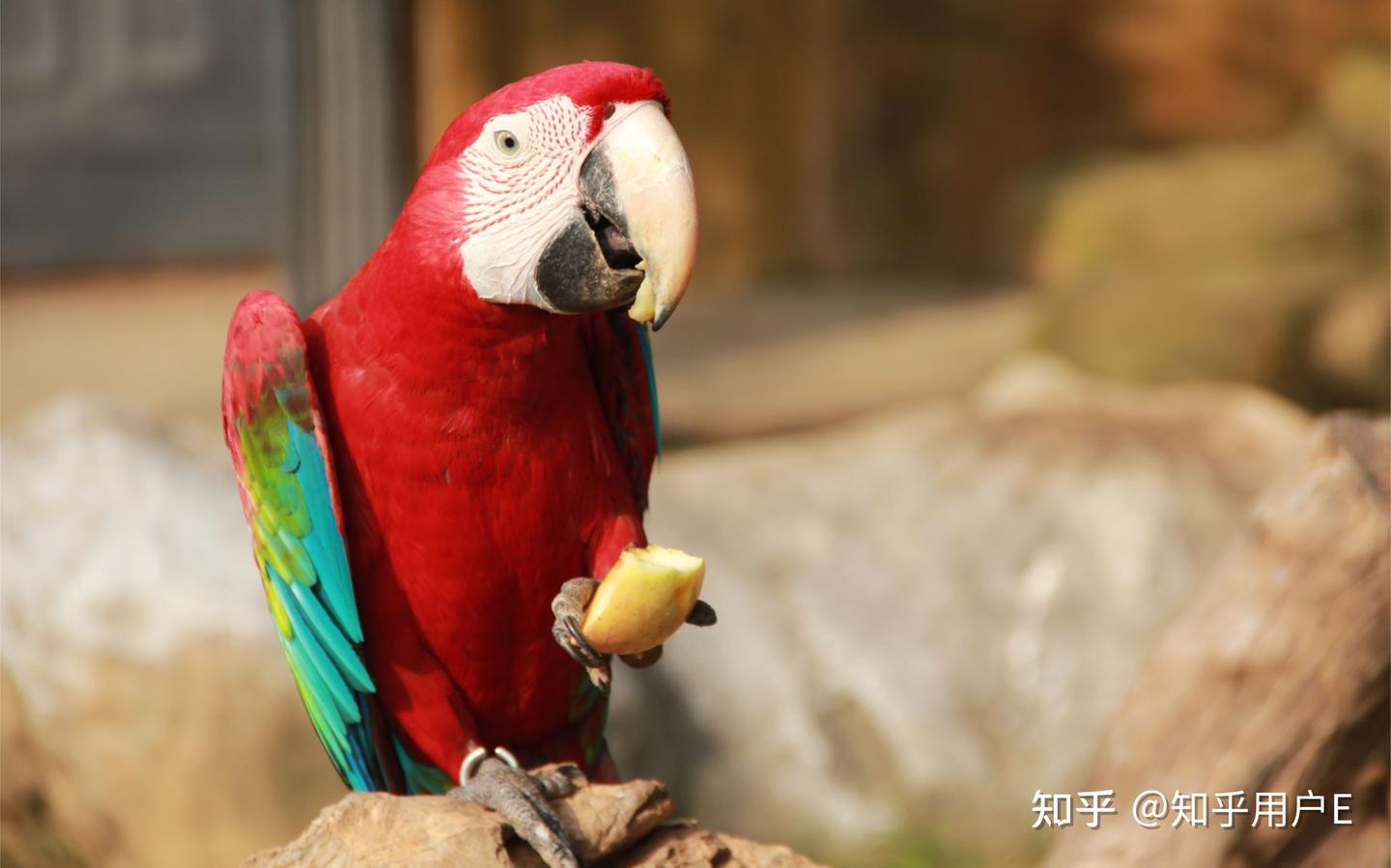 鹦鹉介绍- 知乎