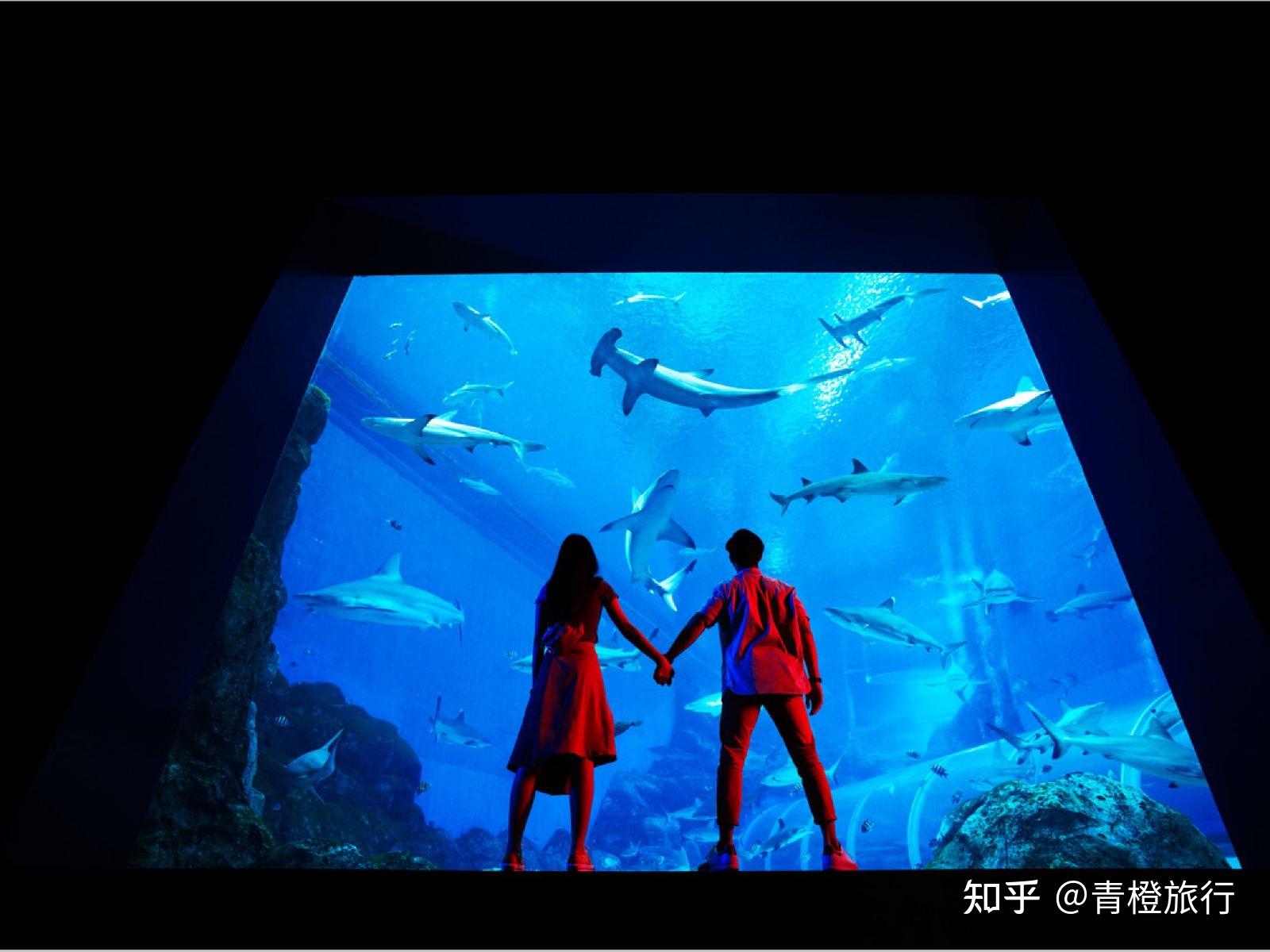 【IMAX】海洋仙境 1080P中英文双语字幕 Ocean Wonderland_哔哩哔哩_bilibili