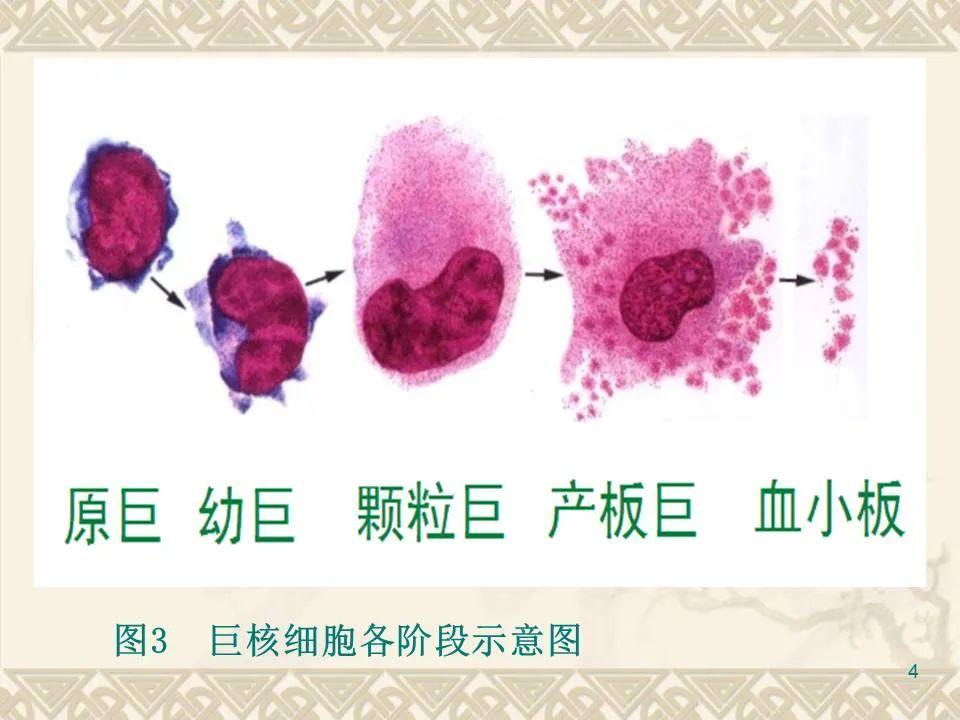 血小板基础与临床应用 - 知乎