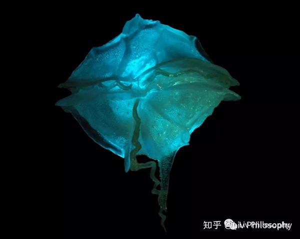 荧光海滩的始作俑者甲藻