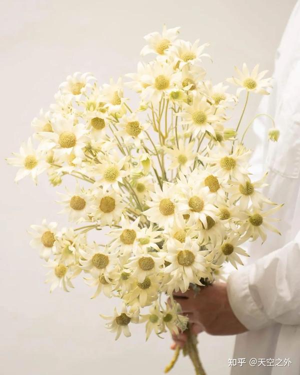 带你识花——法绒花 - 知乎