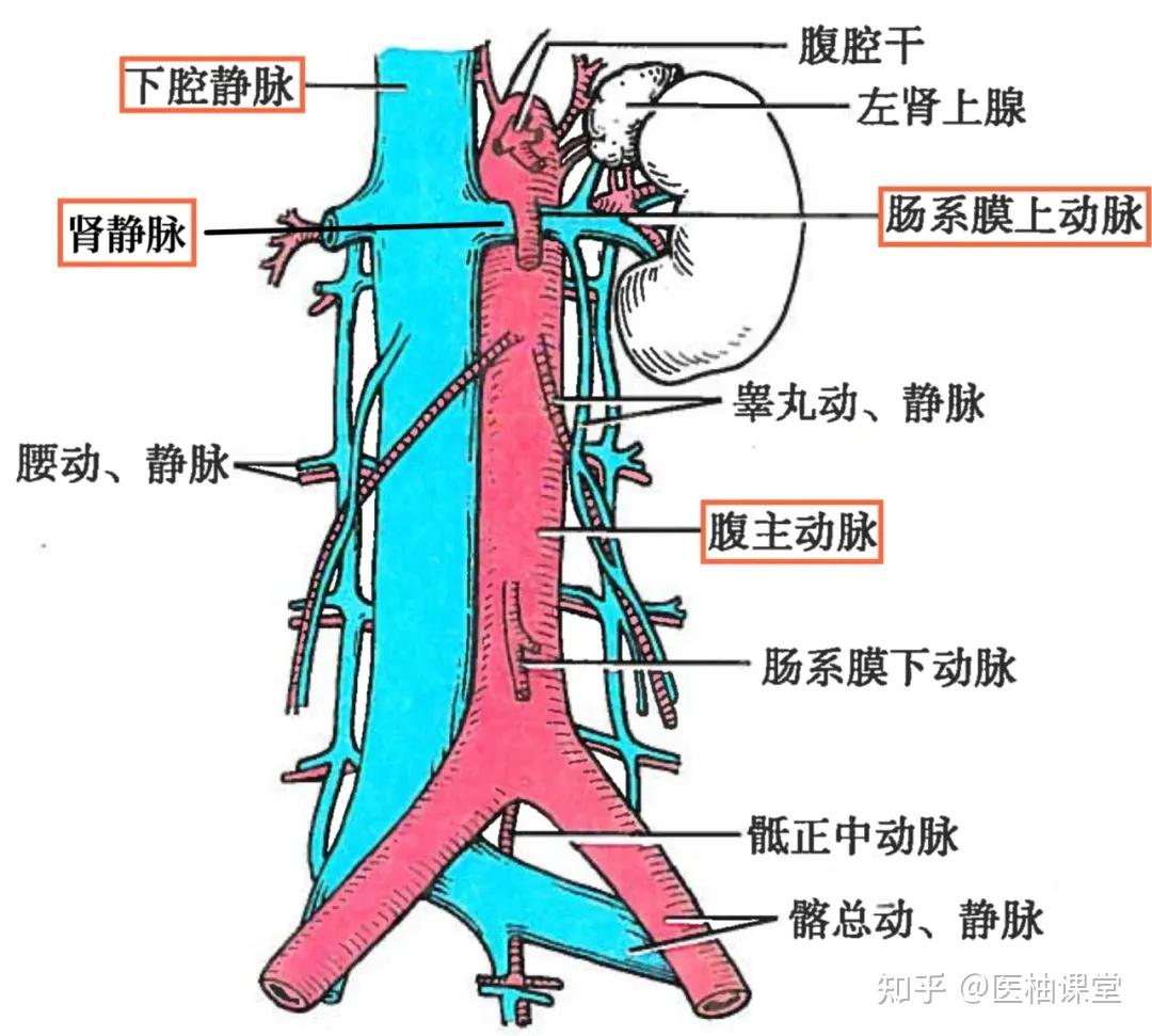 为什么精索静脉曲张多发生在左侧? - 知乎