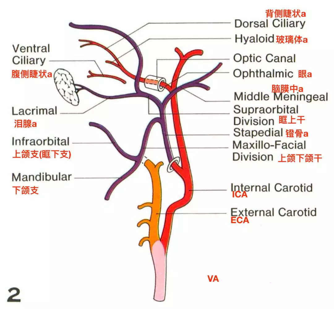 颌内动脉图片