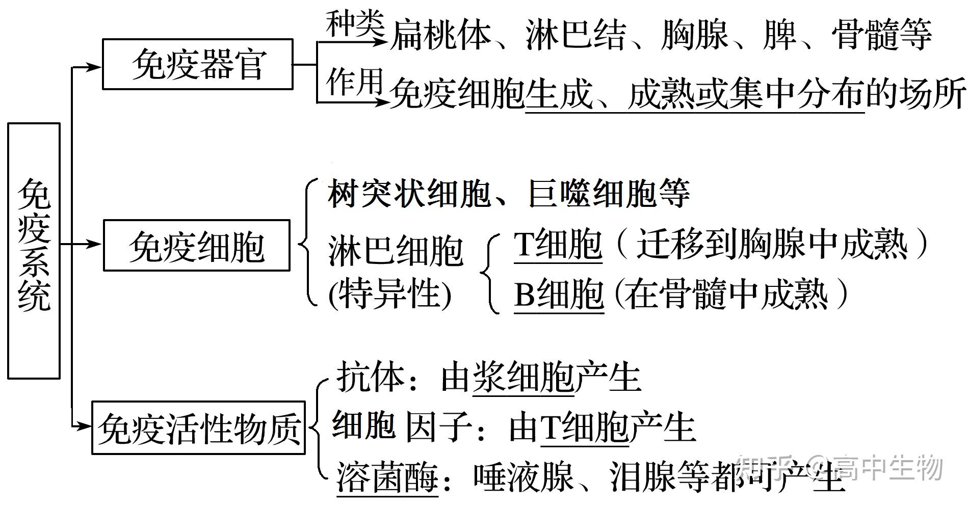 高中生物免疫调节图解图片