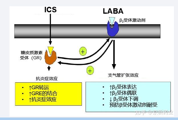 经典永流传—ICS/LABA为何可以风靡全球20年？ - 知乎