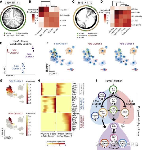 Lineage Tracing Reveals The Phylodynamics, Plasticity, And Paths Of ...