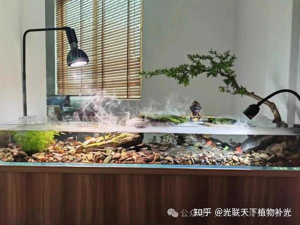 如何选择一款合适的鱼缸灯 - 知乎