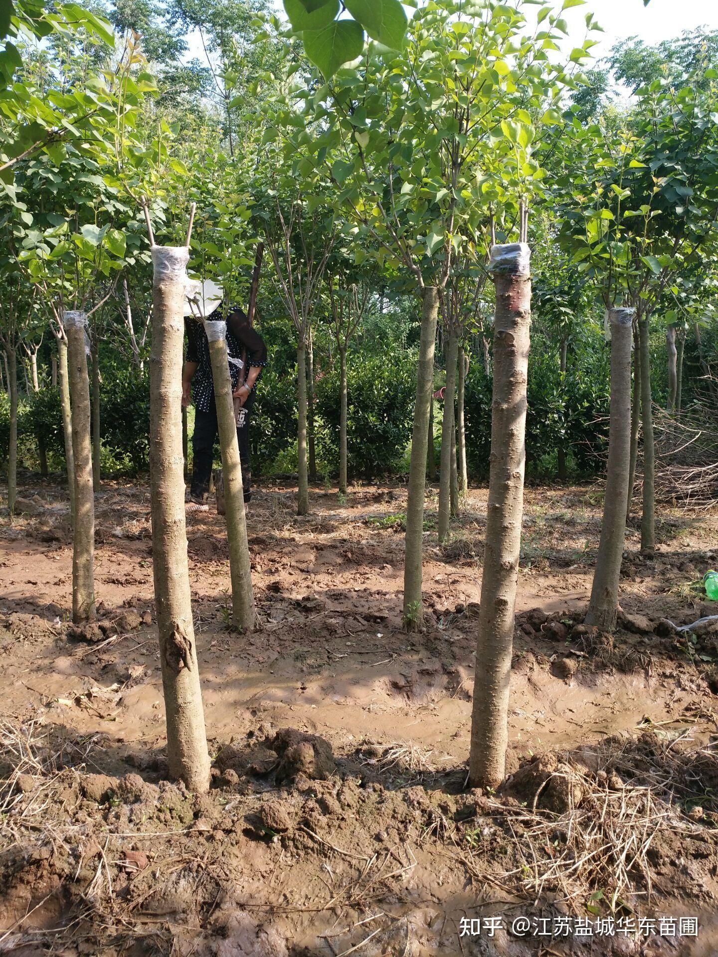 黄金丁香繁殖用的黄金丁香接穗