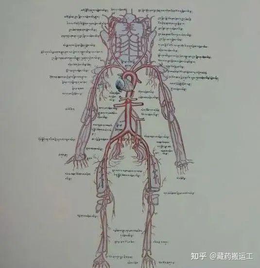 藏医养生 | 如何延缓你的「血管」衰老? - 知乎
