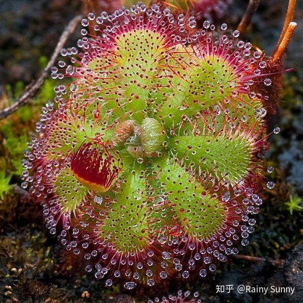 carnivorous (meat-eating) plants