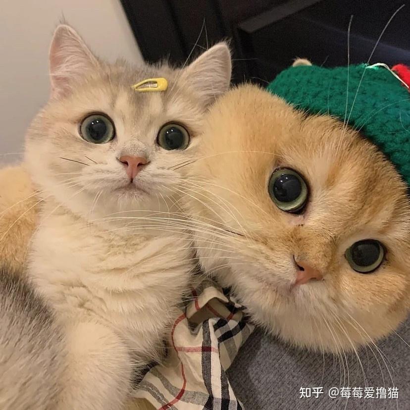 一对猫头像图片