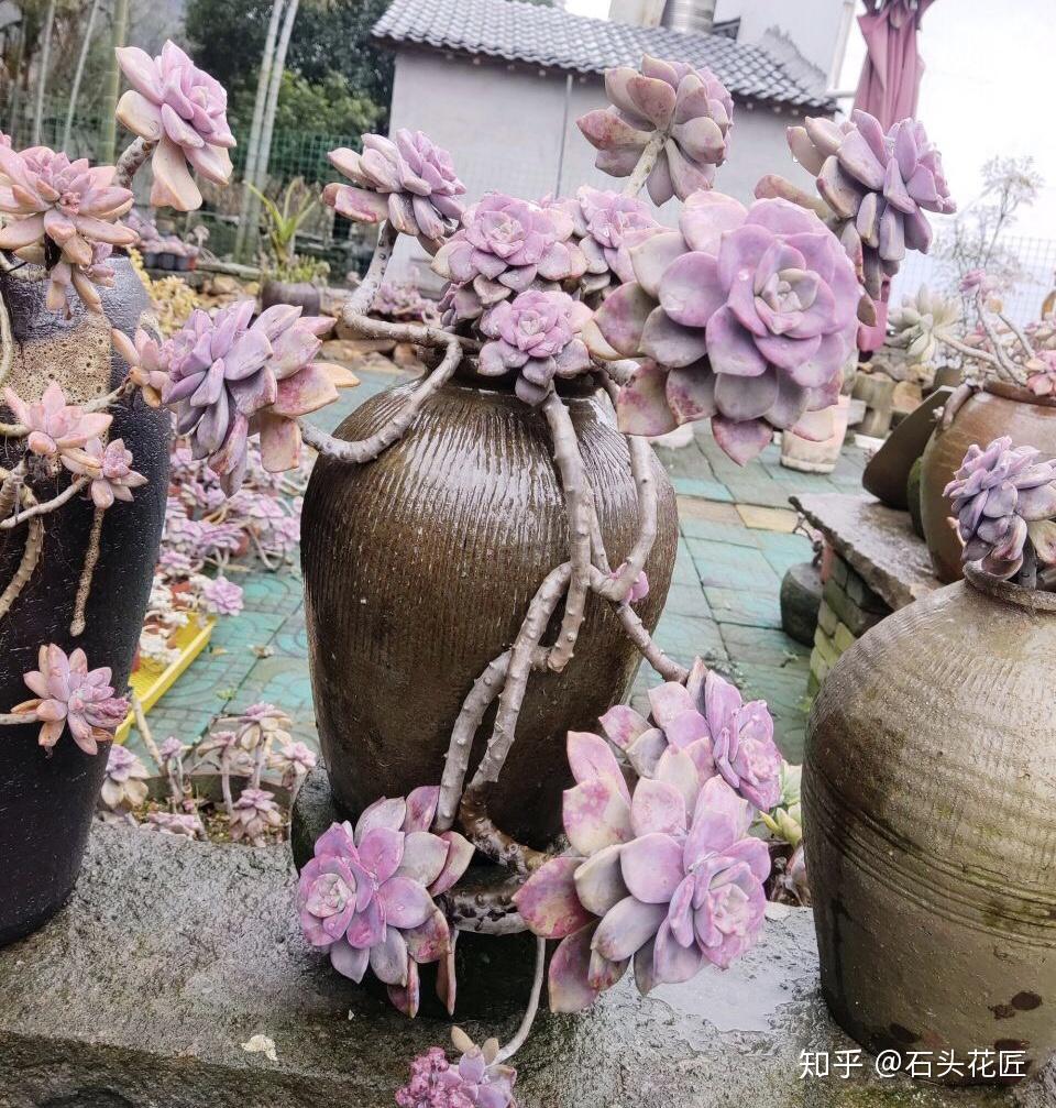 她用2年时间，把多肉养成“悬崖老桩”，总结了3个实用方法- 知乎
