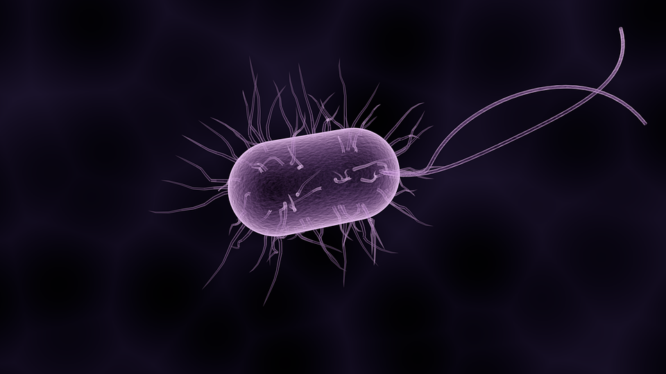 抗生素与细菌(二):超级细菌很可怕吗?10