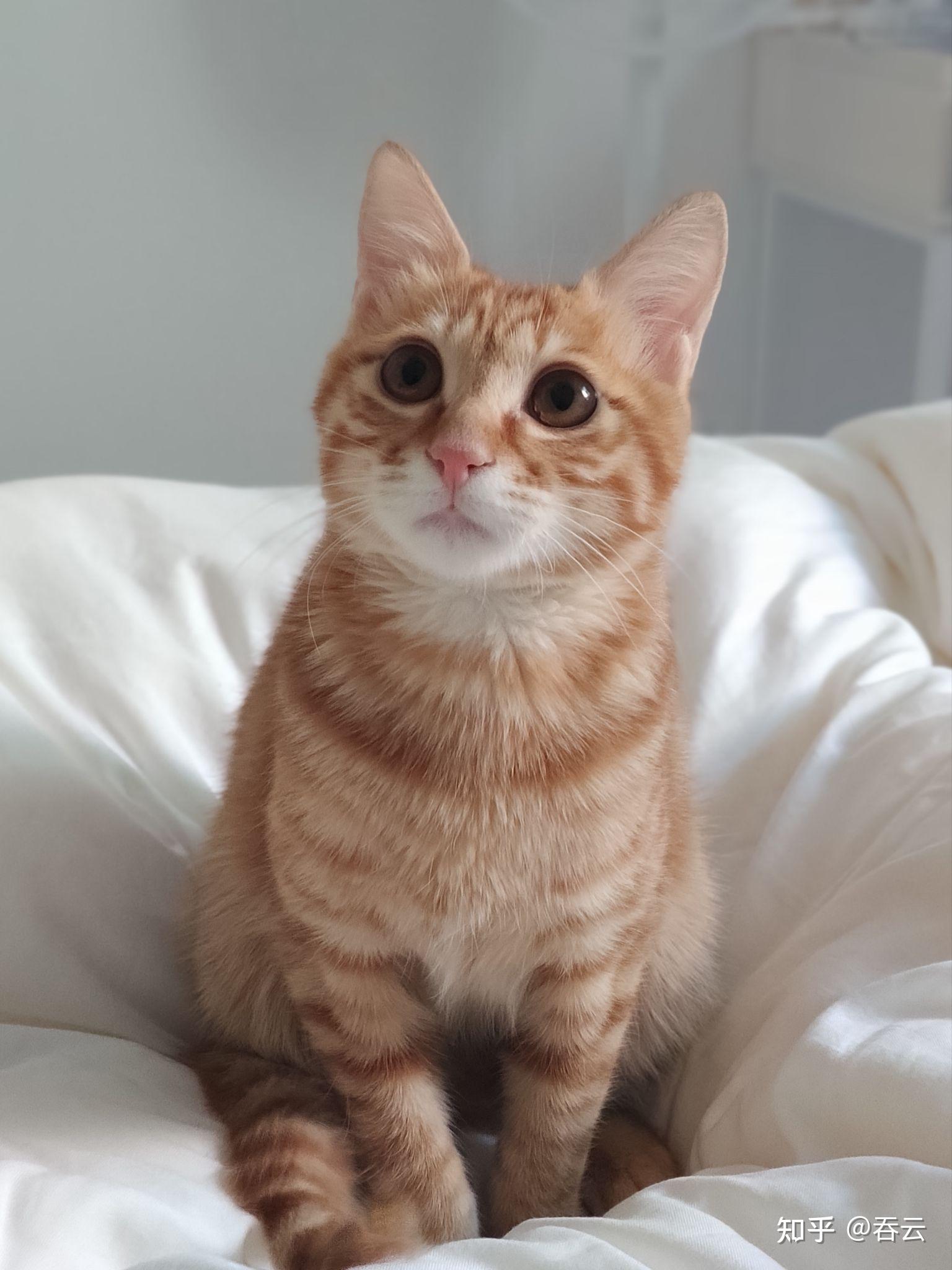 田园橘猫颜值能有多高