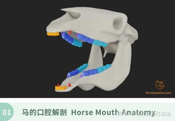 【临床】马的牙齿解剖和功能 - 知乎