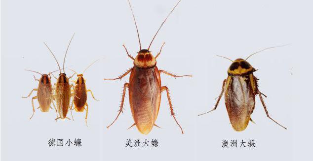 家里如何灭蟑螂的有效方法 知乎 家里如何灭蟑螂的有效方法 知乎