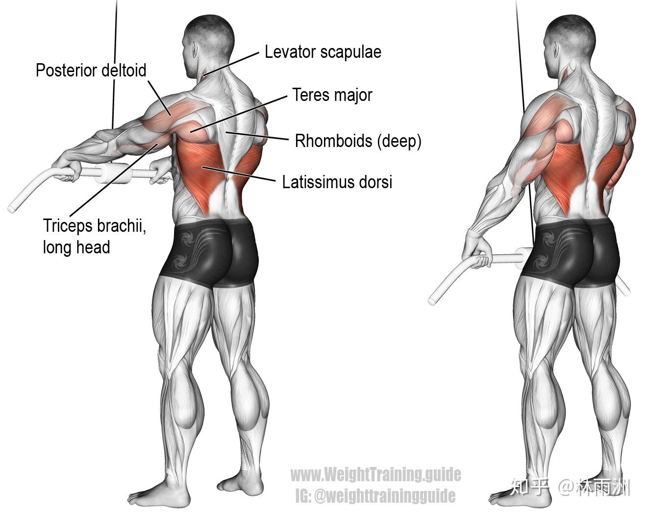 latissimus dorsi图片