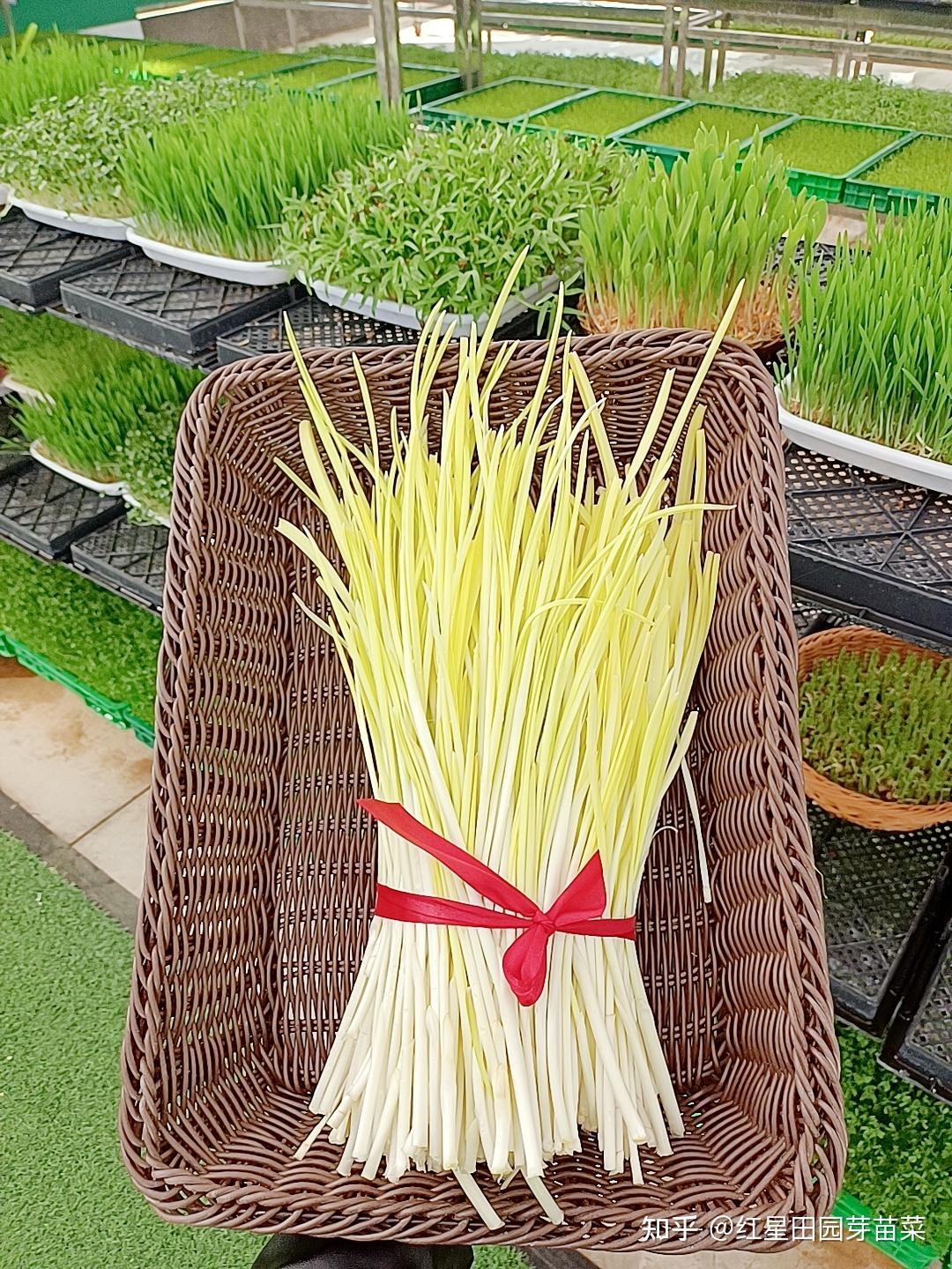 2021春节蒜黄价格是否上涨?批发价多少钱一斤?