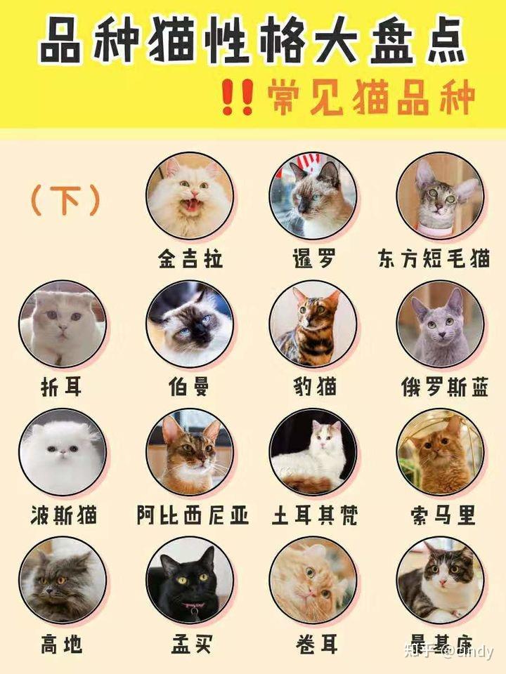 宠物猫品种大全介绍图片
