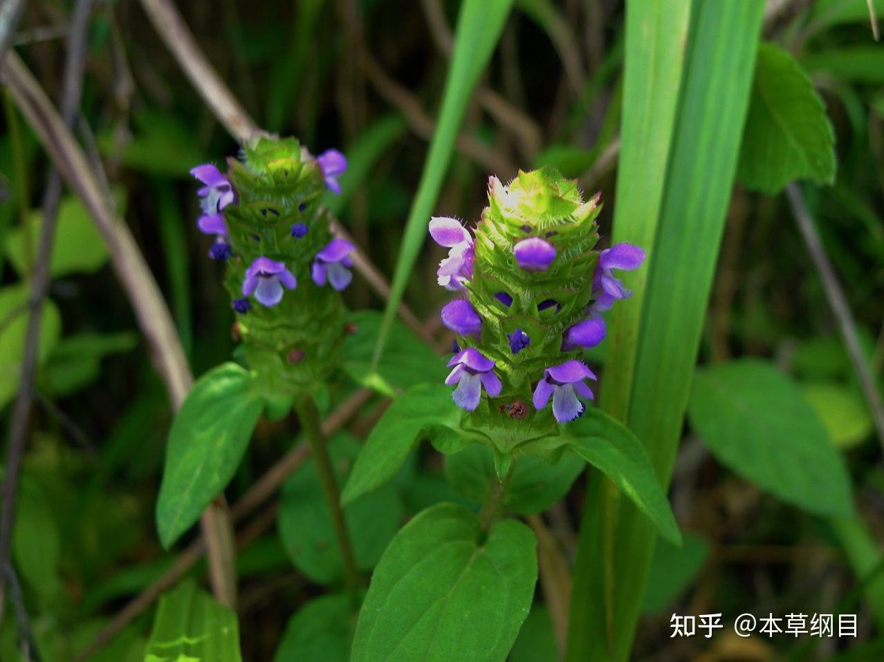 夏枯草和什麼泡水喝好