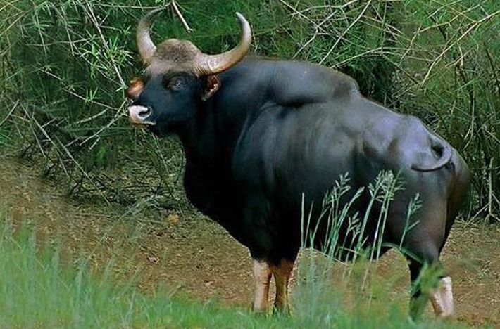 世界上最大的野牛图片