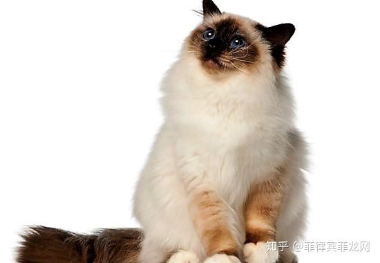 暹罗布偶伯曼三种猫傻傻分不清楚看完你就懂了