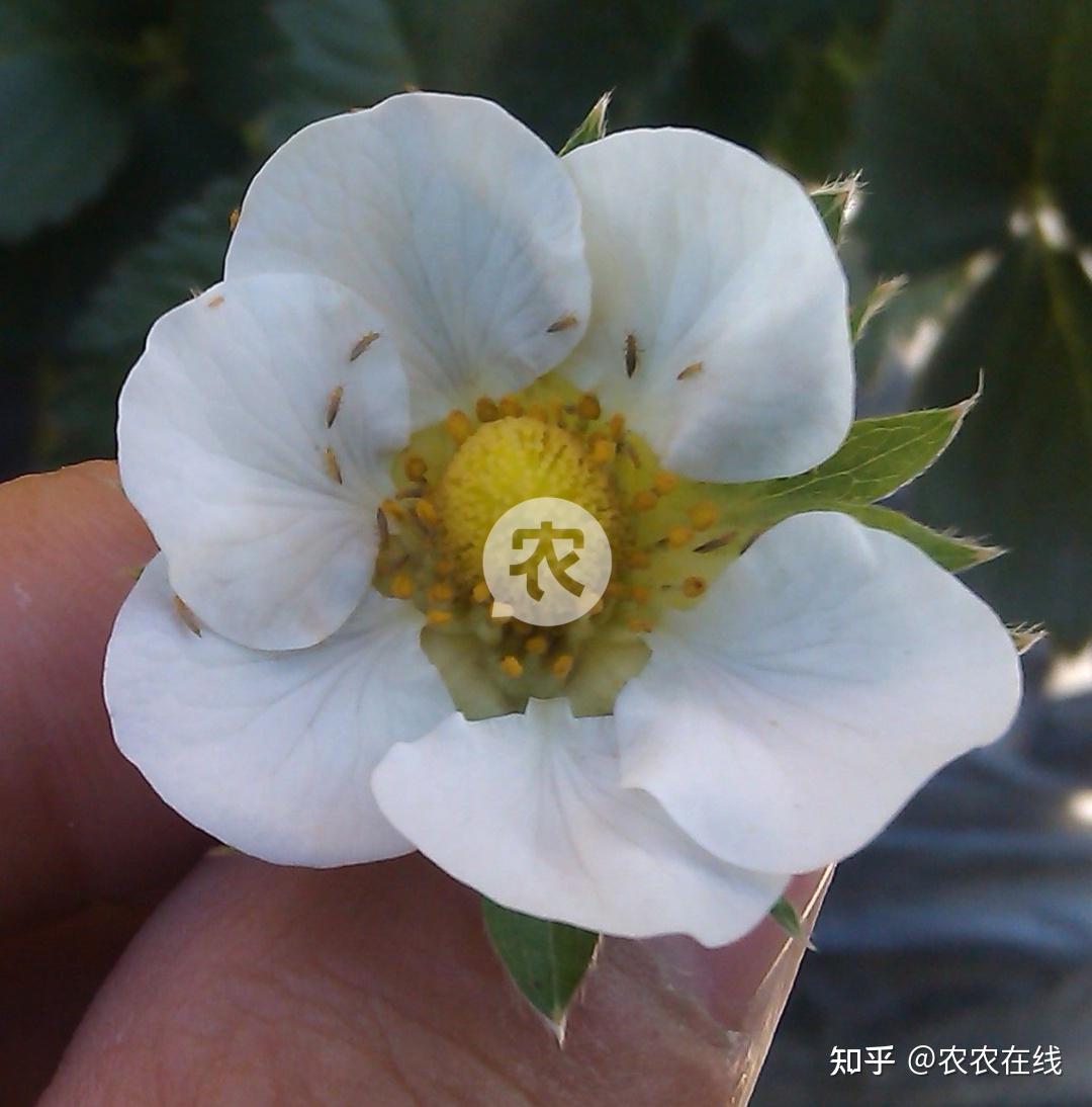 草莓管理草莓花果期3类虫害持续爆发一露苗头早防治