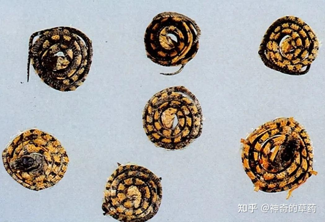 中药材金钱白花蛇