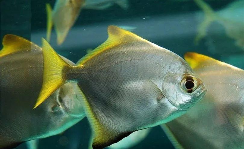 咸淡水黄鳍鲳入坑手册鱼缸中的灵动小机灵鬼