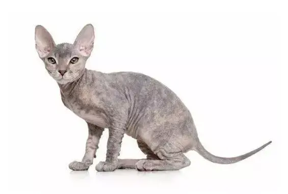 东斯基猫图片来源:网络,侵删猫咪掉毛量会根据季节的变化而变化着.