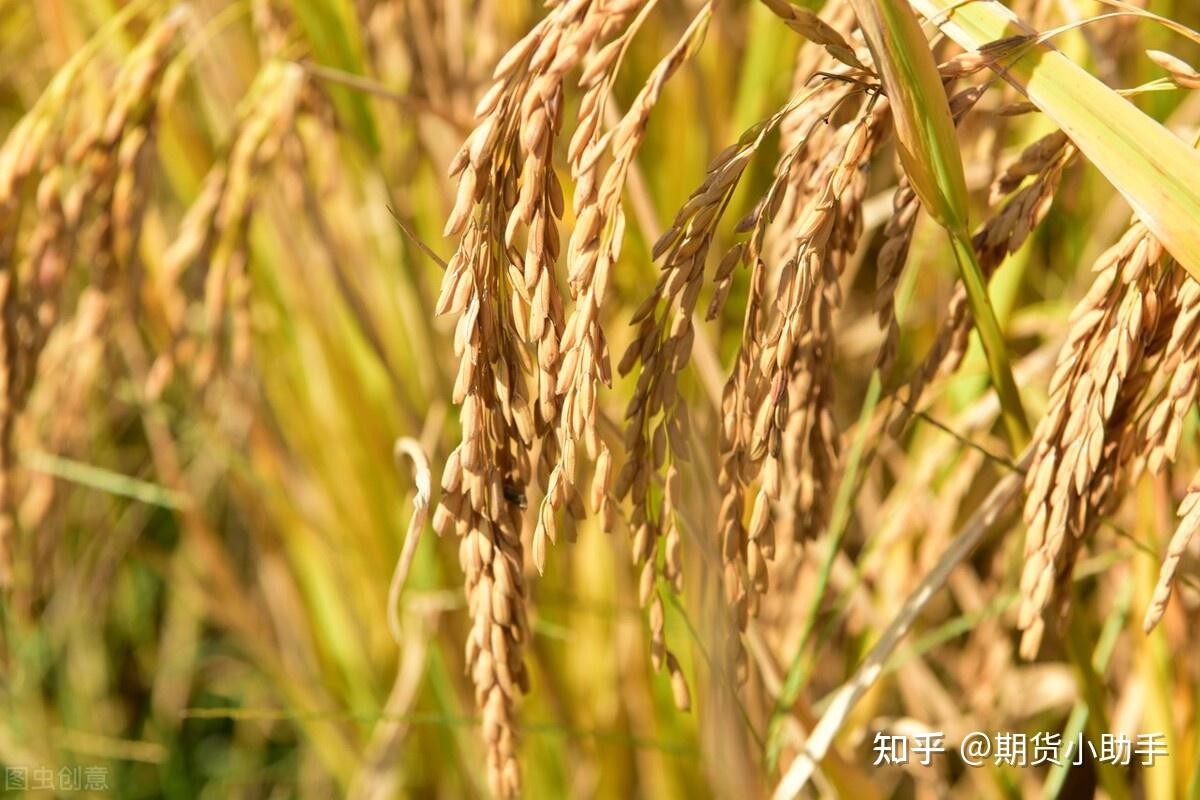 早籼稻期货品种