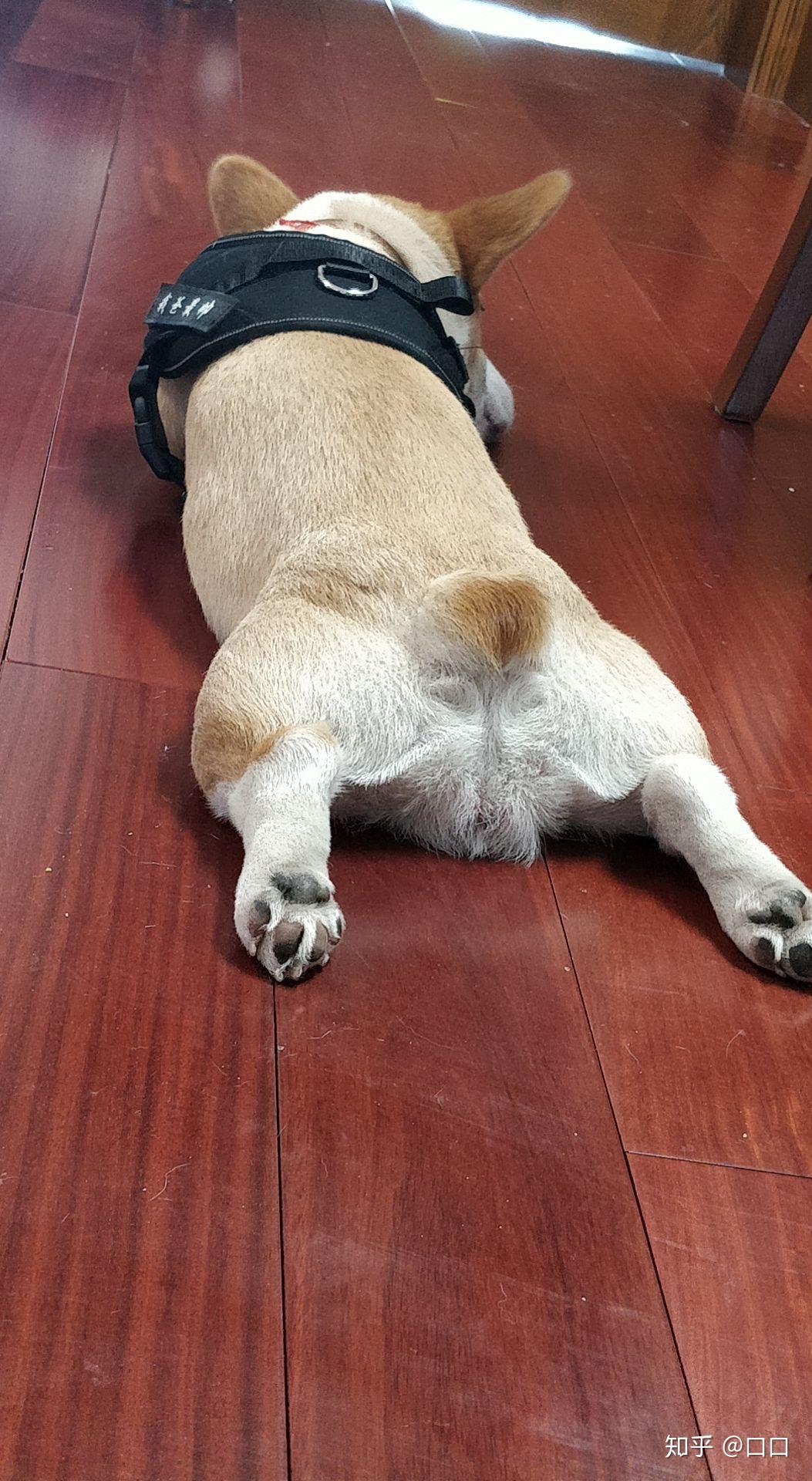 你们家的狗狗会这样趴着吗?好可爱哈哈哈? - 知乎
