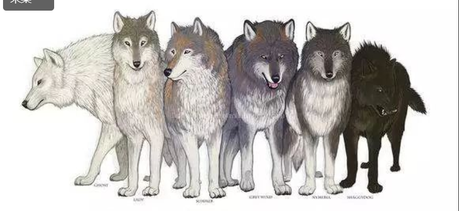 为什么狼性文化的公司狼越来越少狗却越来越多