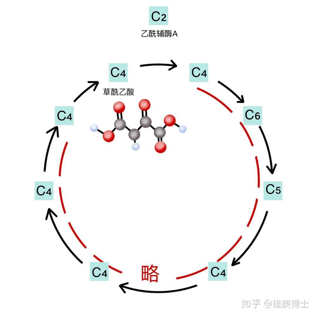 草酰乙酸甲酯结构式图片