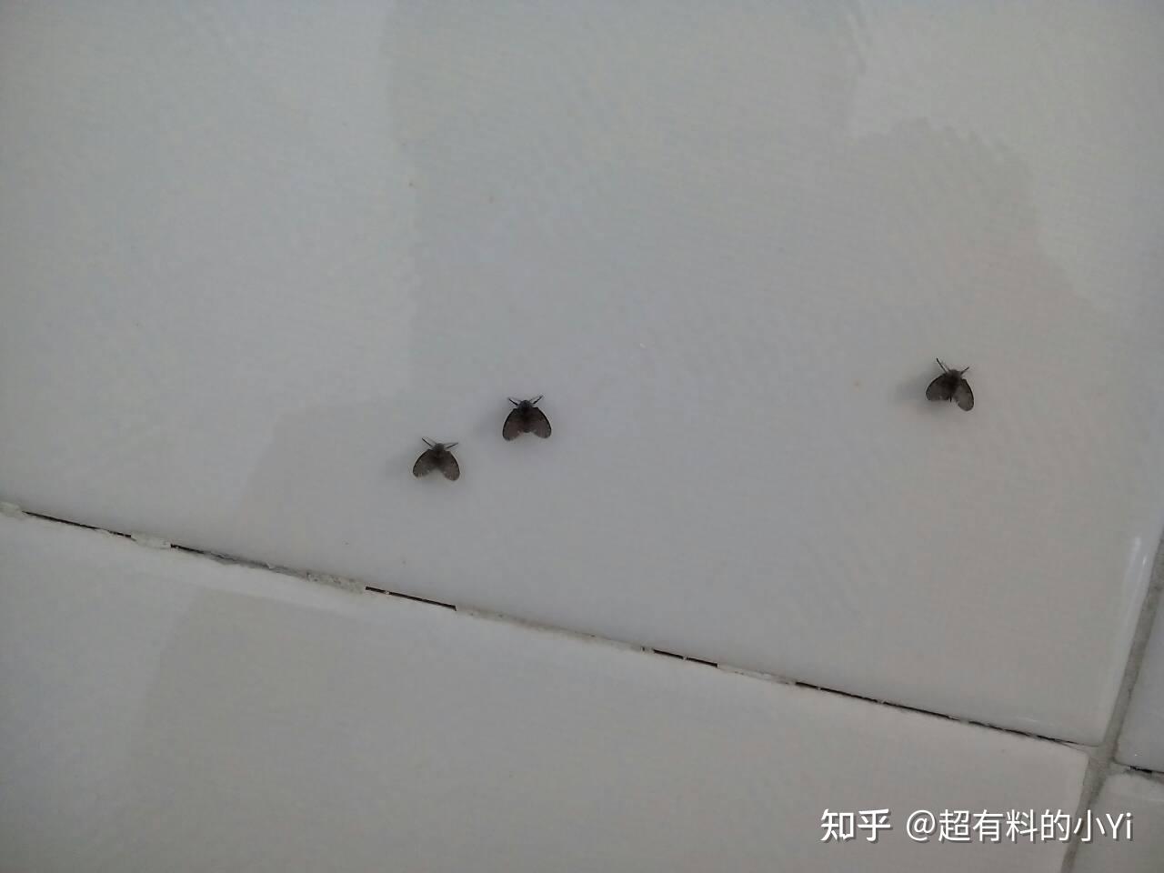 下水道虫子叫什么图片