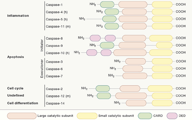 caspase家族图片