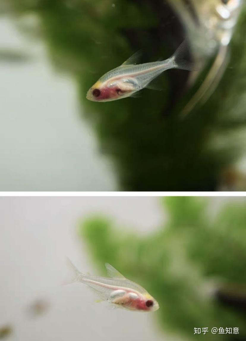 小型观赏鱼红肚玻璃灯鱼