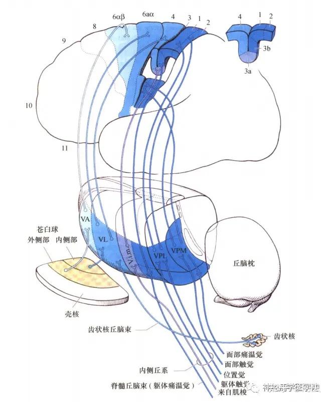 间脑-背侧丘脑 - 知乎