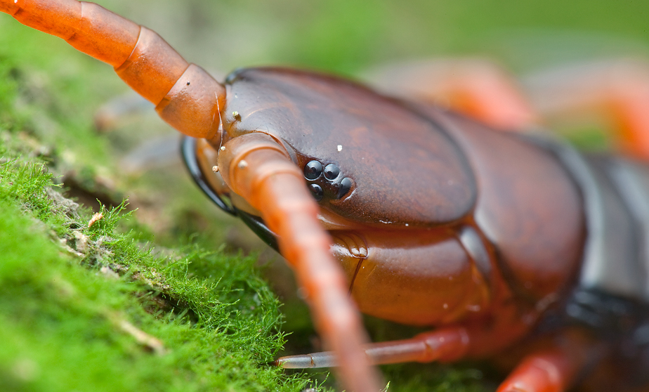动物篇13节肢动物门多足亚门