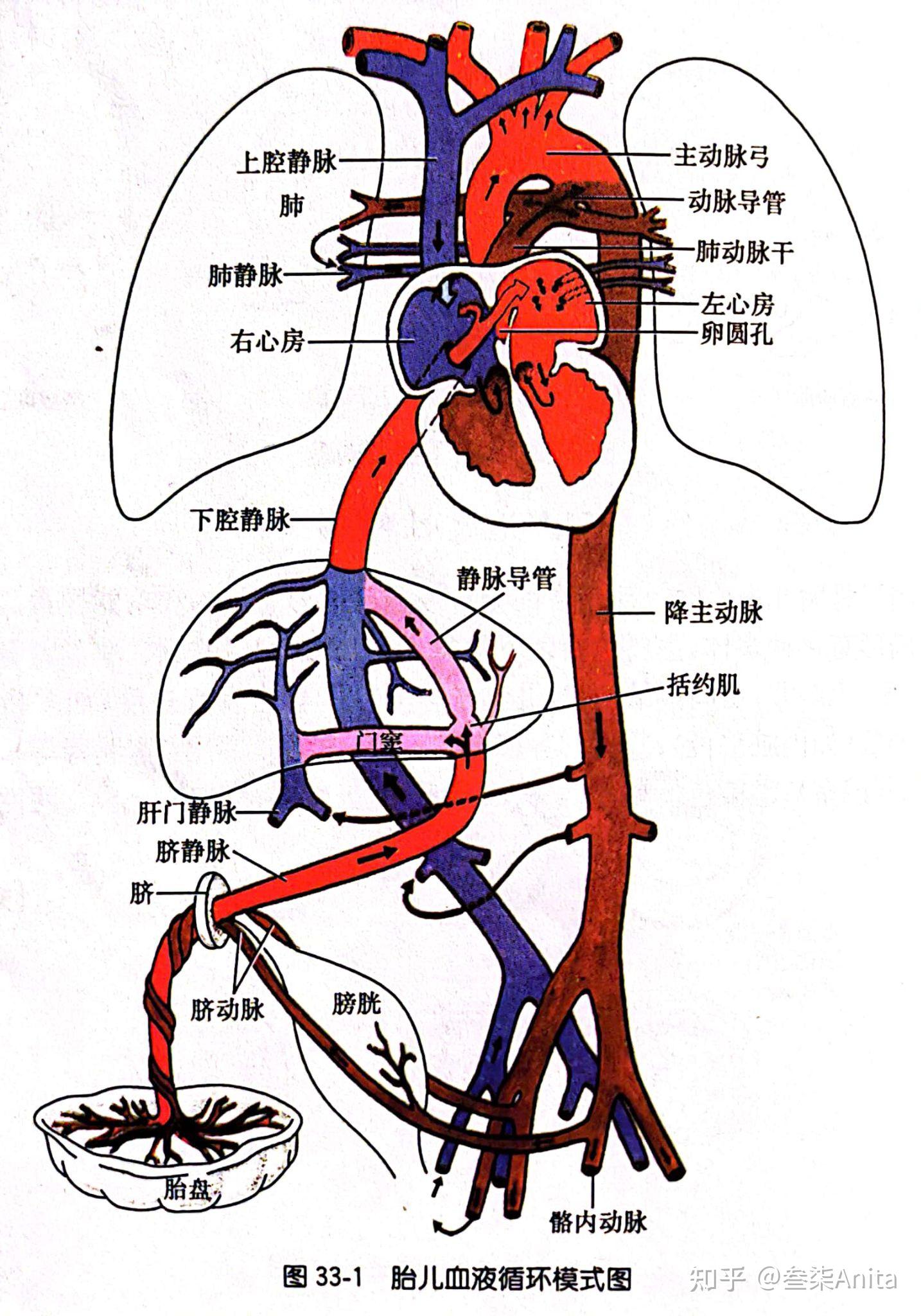 左侧胎儿血液循环模式图(schwangerschaft und geburt)