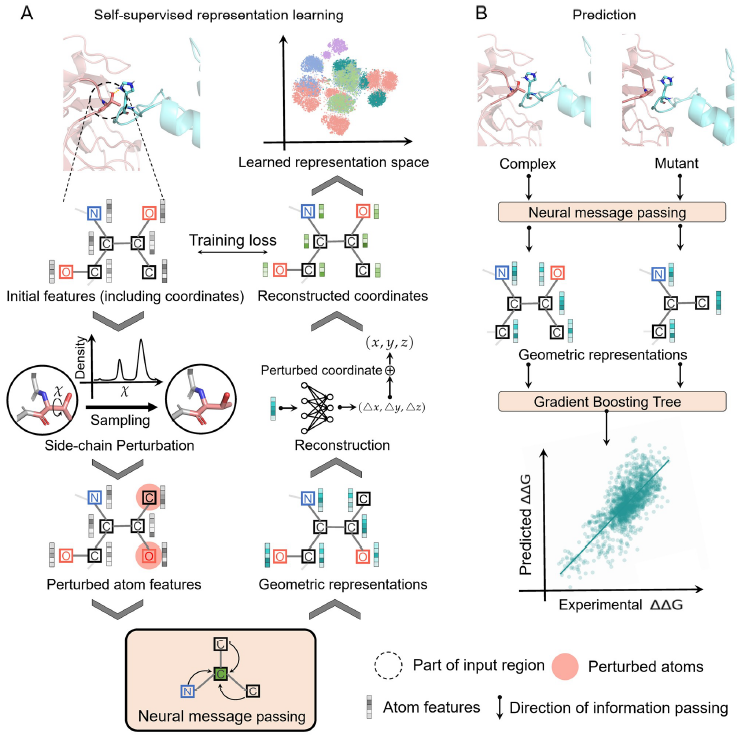 deep geometric representations for modeling effects of mutations