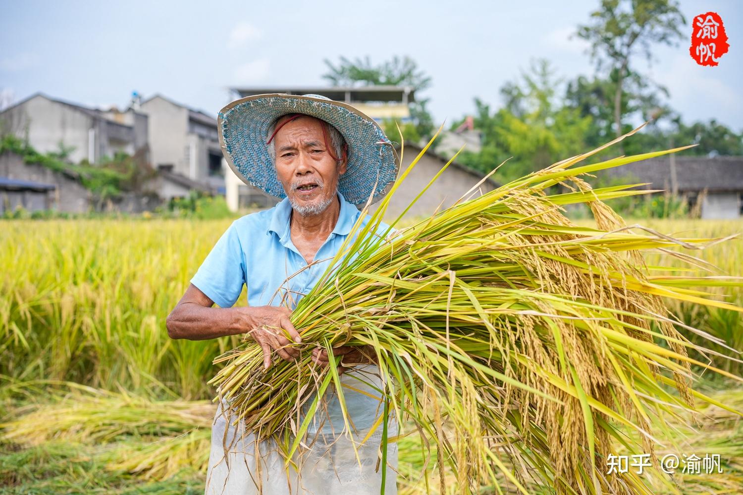 打谷子则是展示,因为大佛坝离潼南城区很近,很多像渝帆这样的市民听说