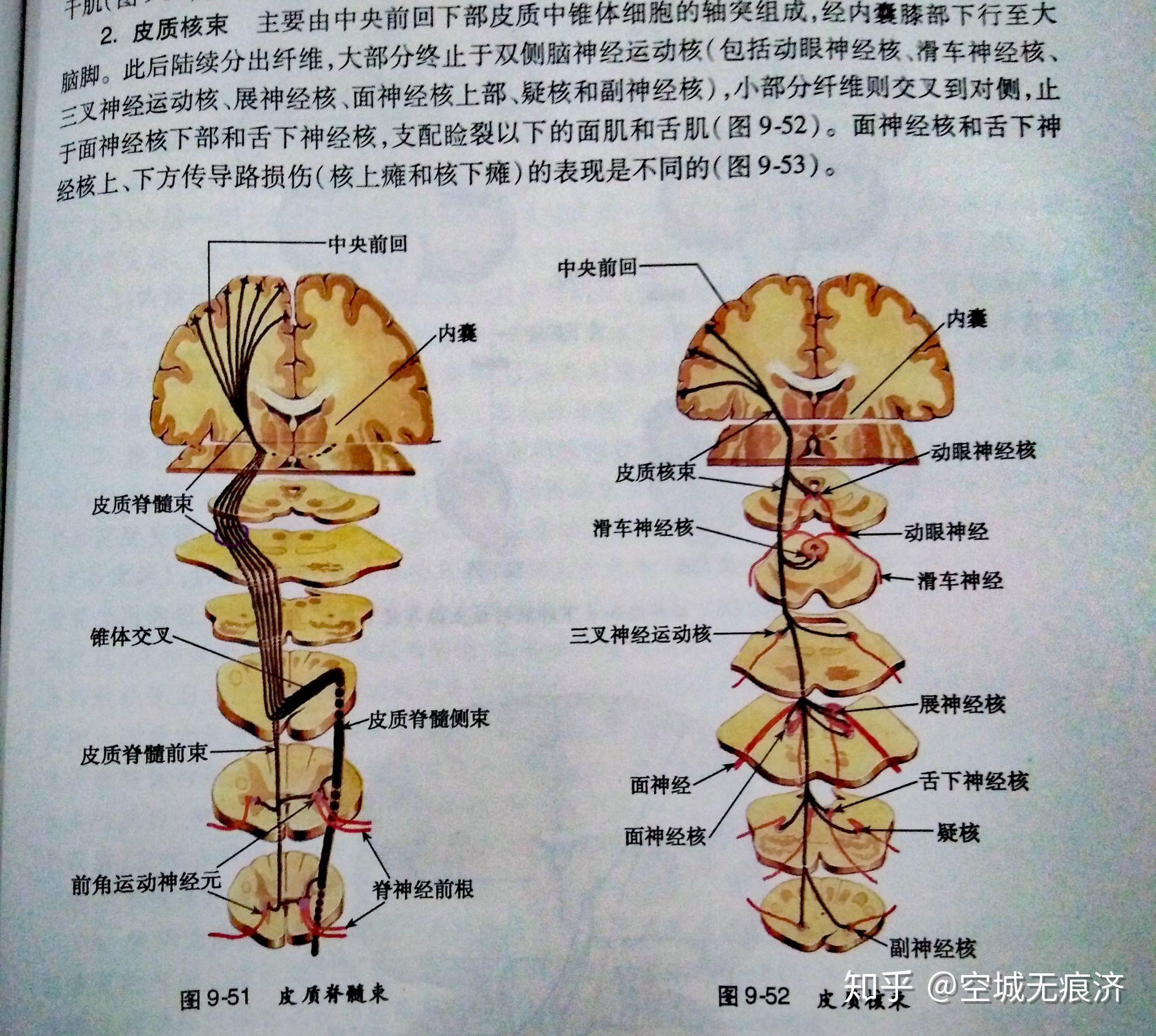 b 薄束核