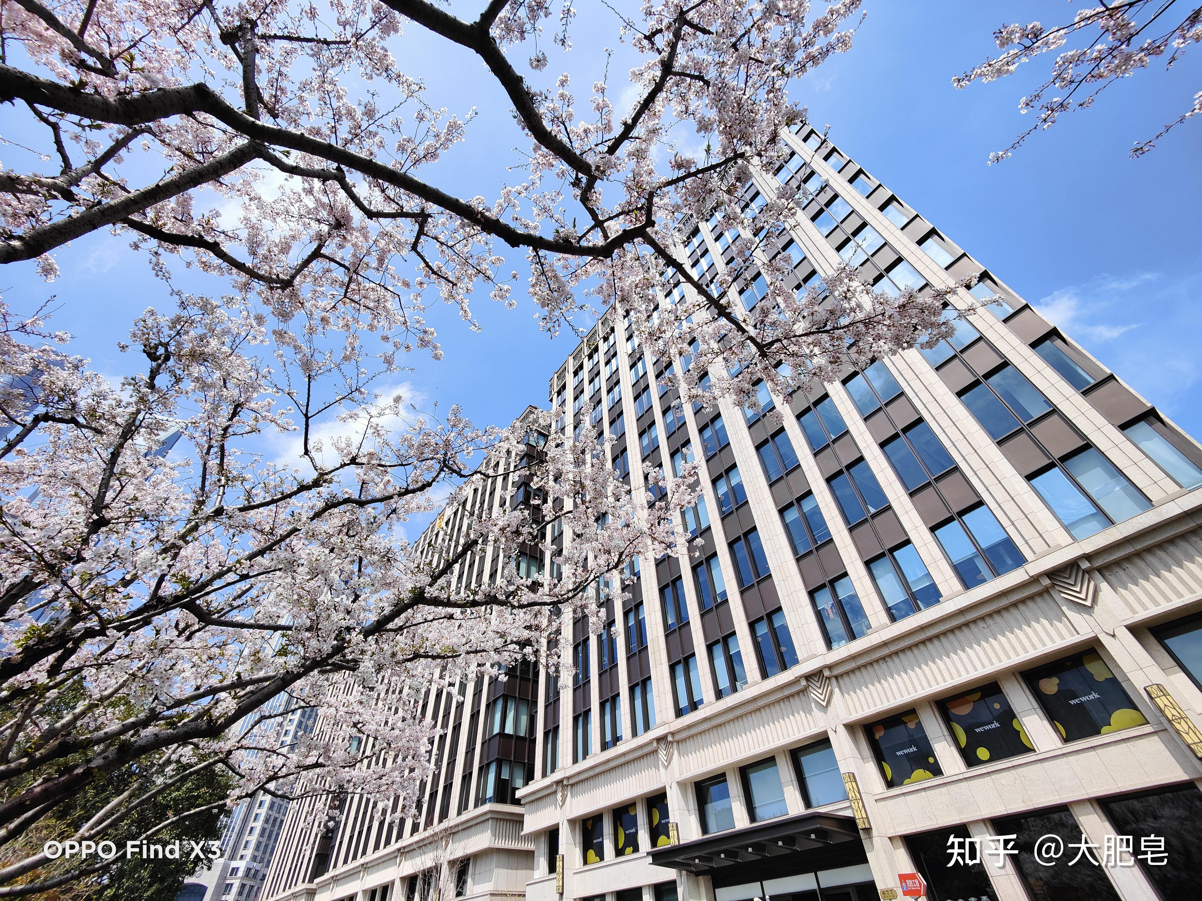 这种活泼的色彩,眼前一亮,oppo find x3拍照体验 - 知乎