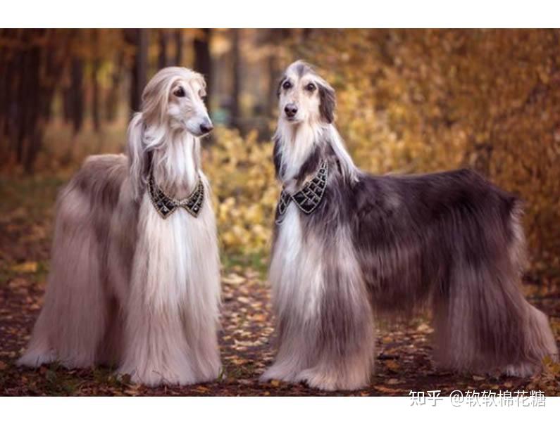 法老王猎犬是马耳他的国犬,是最古老的犬种之一,具有高贵血统的它,最