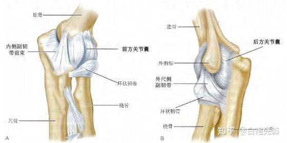 人体肘关节图图片