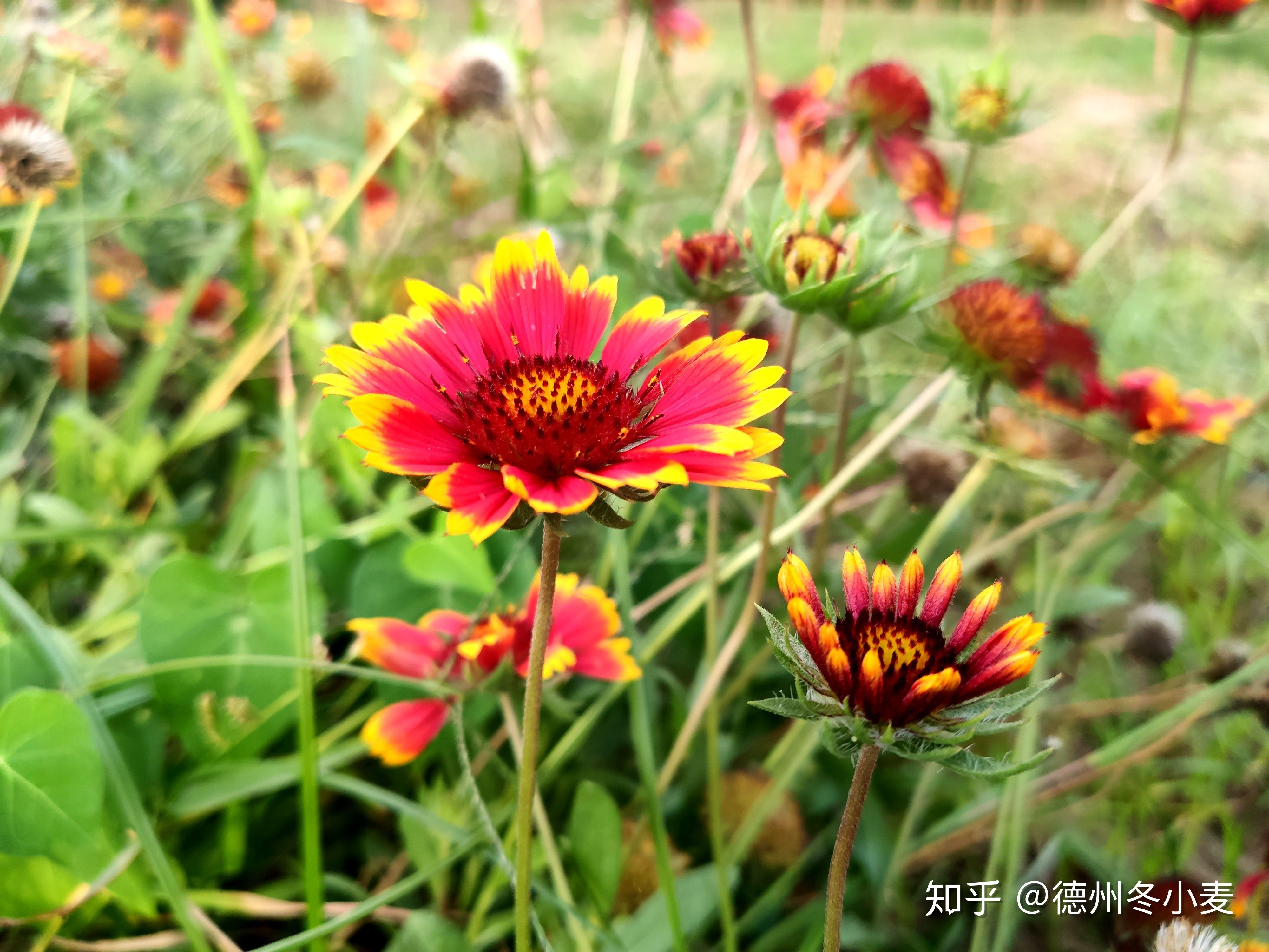 米9手机记录的漂亮花卉——矢车天人菊