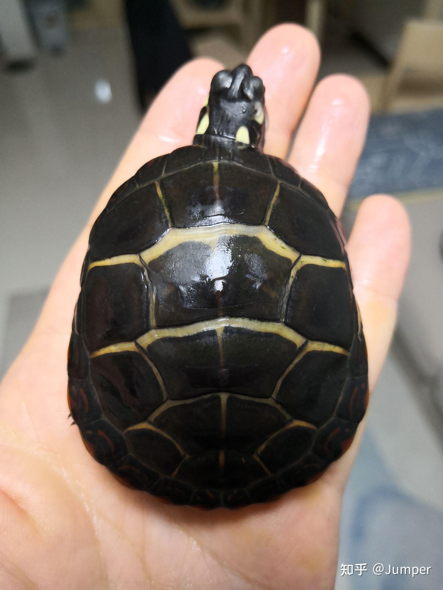 沼泽过滤龟缸进化史 - 知乎