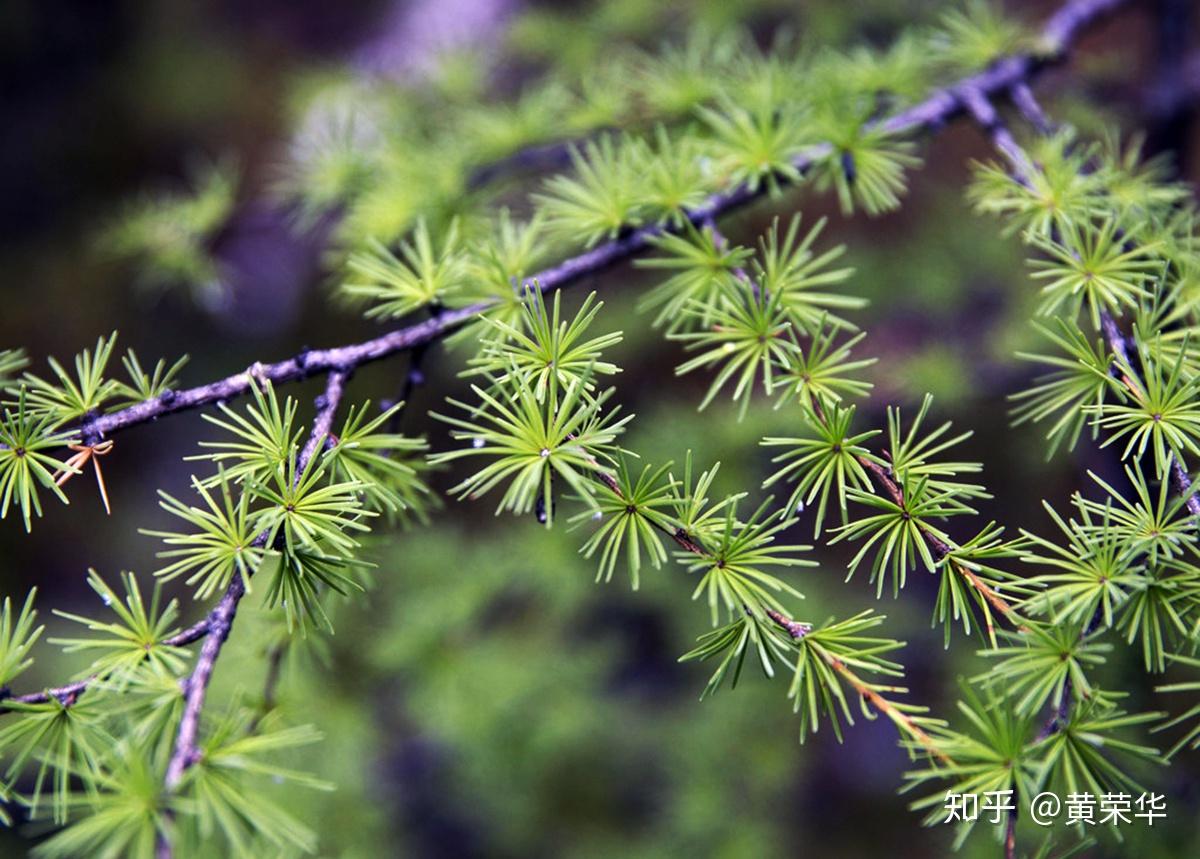 《红楼梦大辞典》:松花,浅黄绿色.松綠在《汉语大词